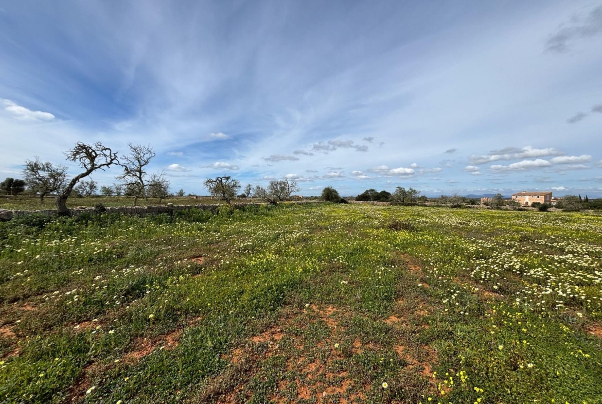 Casa campo2 santanyí