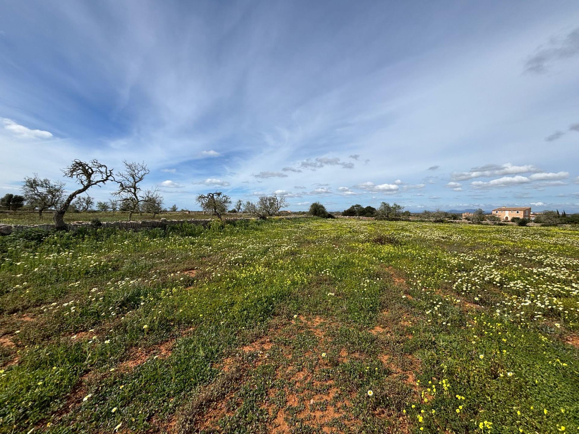 Casa campo2 santanyí
